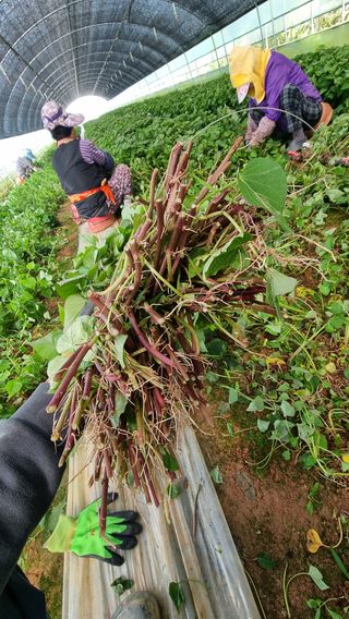 김동수님의 고구마 · 자유게시판 작성글 사진