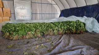 김동수님의 고구마 · 자유게시판 작성글 사진