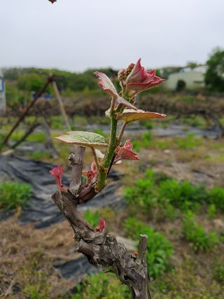 윤근순님의 포도 · 자유게시판 작성글 사진