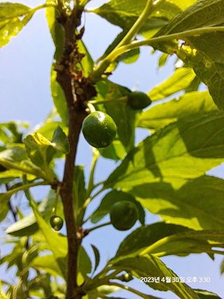 SVAHA5657님의 자두 · 자유게시판 작성글 사진