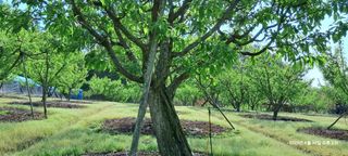 SVAHA5657님의 자두 · 자유게시판 작성글 사진