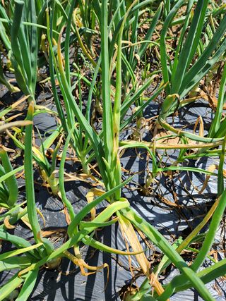 막노동님의 양파 · 병해충상담 작성글 사진