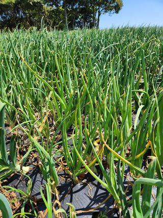 막노동님의 양파 · 병해충상담 작성글 사진