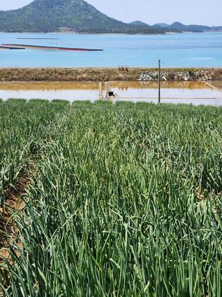 막노동님의 양파 · 병해충상담 작성글 사진
