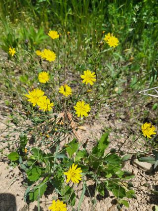 아준님의 참깨 · 자유게시판 작성글 사진