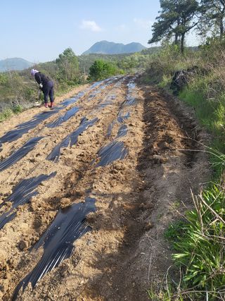 아준님의 참깨 · 자유게시판 작성글 사진