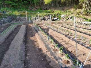 김윤철님의 고추 · 지주설치•유인•성장 작성글 사진