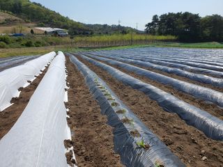 박병철님의 고추 · 파종•정식 작성글 사진