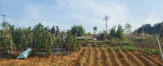 산딸기 쌍둥맘 영신님의 감자 · 자유게시판 작성글 사진