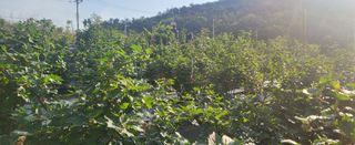 산딸기 쌍둥맘 영신님의 감자 · 자유게시판 작성글 사진