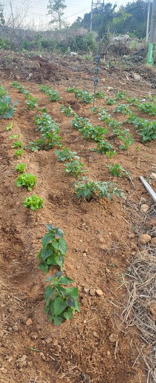 산딸기 쌍둥맘 영신님의 감자 · 자유게시판 작성글 사진