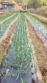 팜모닝 마늘·일상 게시글 이미지