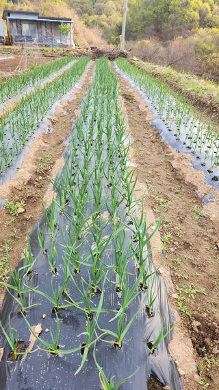 김창린님의 마늘 · 일상 작성글 사진