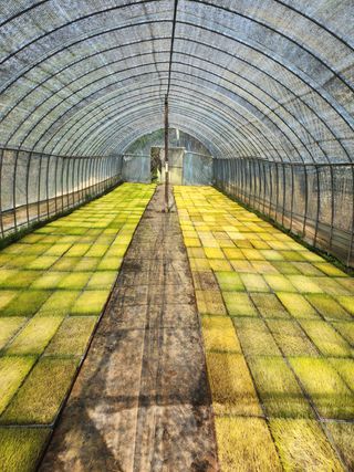 김은경님의 벼 · 자유게시판 작성글 사진