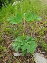 팜모닝 · 게시글 이미지