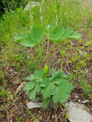 장흥 모경화 님의 작성글 사진