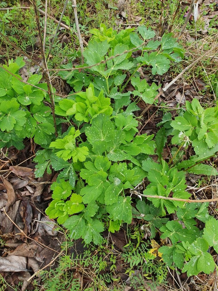 장흥 모경화 님의 장터 판매 상품 [방풍모종1개500원 40주2만원택배비5천원] 첨부 사진