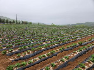 금우님의 감자 · 자유게시판 작성글 사진