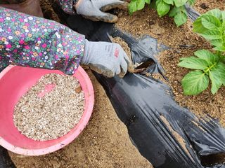 금우님의 감자 · 자유게시판 작성글 사진
