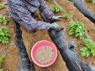 금우님의 감자 · 자유게시판 작성글 사진