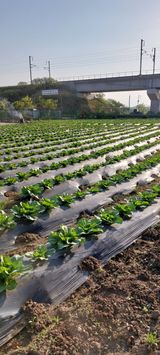 팜모닝 배추·일상 게시글 이미지