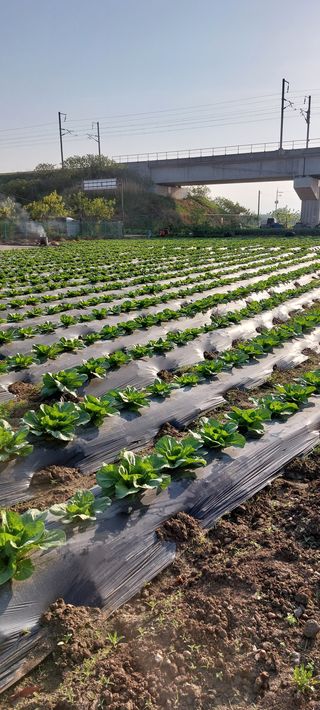 시감님의 배추 · 일상 작성글 사진