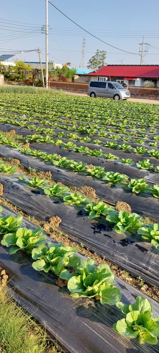 시감님의 배추 · 일상 작성글 사진