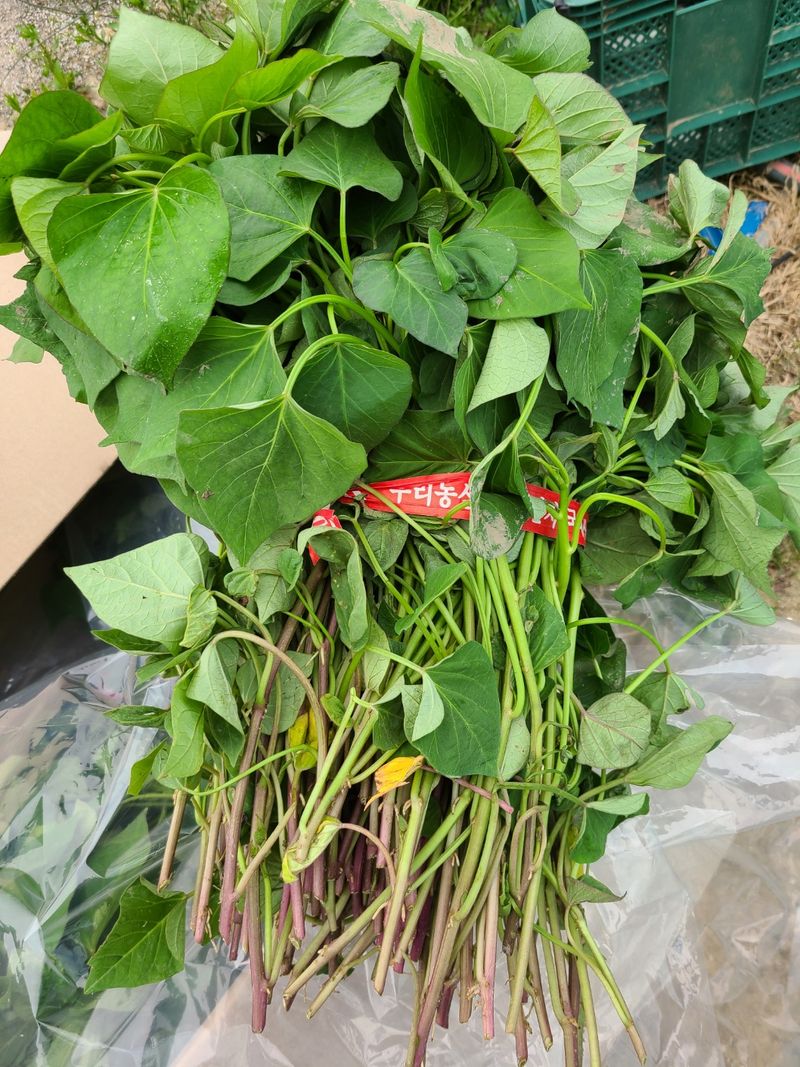 이동훈님의 장터 판매 상품 [국산고구마종순판매1단(100기준)] 첨부 사진