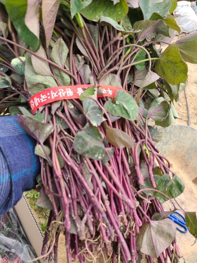 이동훈님의 장터 판매 상품 [국산고구마종순판매1단(100기준)] 첨부 사진