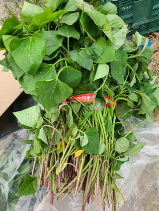 이동훈님의 고구마 · 자유게시판 작성글 사진