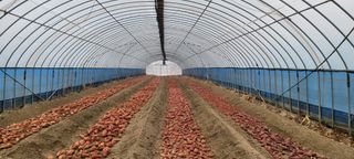 이동훈님의 고구마 · 자유게시판 작성글 사진