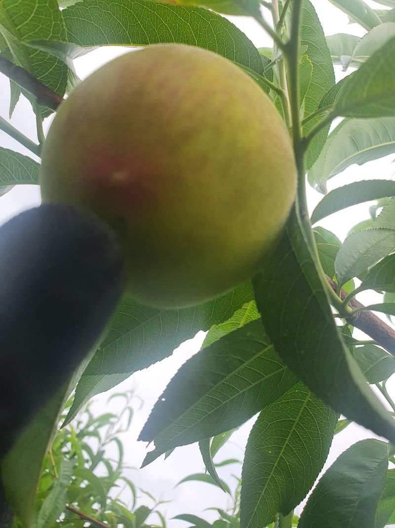 신현오님의 장터 판매 상품 [복숭아(황도,백도4.5kg)] 첨부 사진