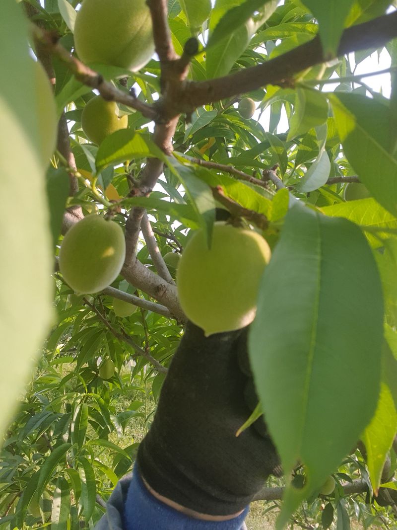 신현오님의 장터 판매 상품 [복숭아(황도,백도4.5kg)] 첨부 사진