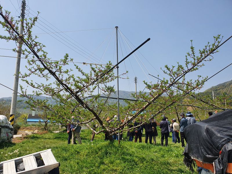 신현오님의 장터 판매 상품 [복숭아(황도,백도4.5kg)] 첨부 사진