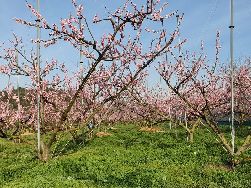 신현오님의 장터 판매 상품 [복숭아(황도,백도4.5kg)] 첨부 사진