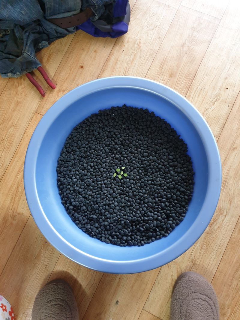 성소영 님의 장터 판매 상품 [서리태5kg(유기농)] 첨부 사진