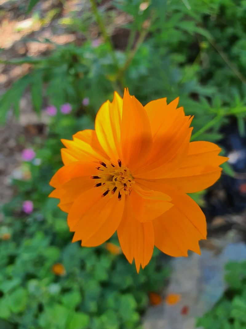 장터 상품 [황화코스모스 거제상사화 송엽국 분꽃 금계국 청하쑥부쟁이 아마릴리스 분홍달맞이] 썸네일