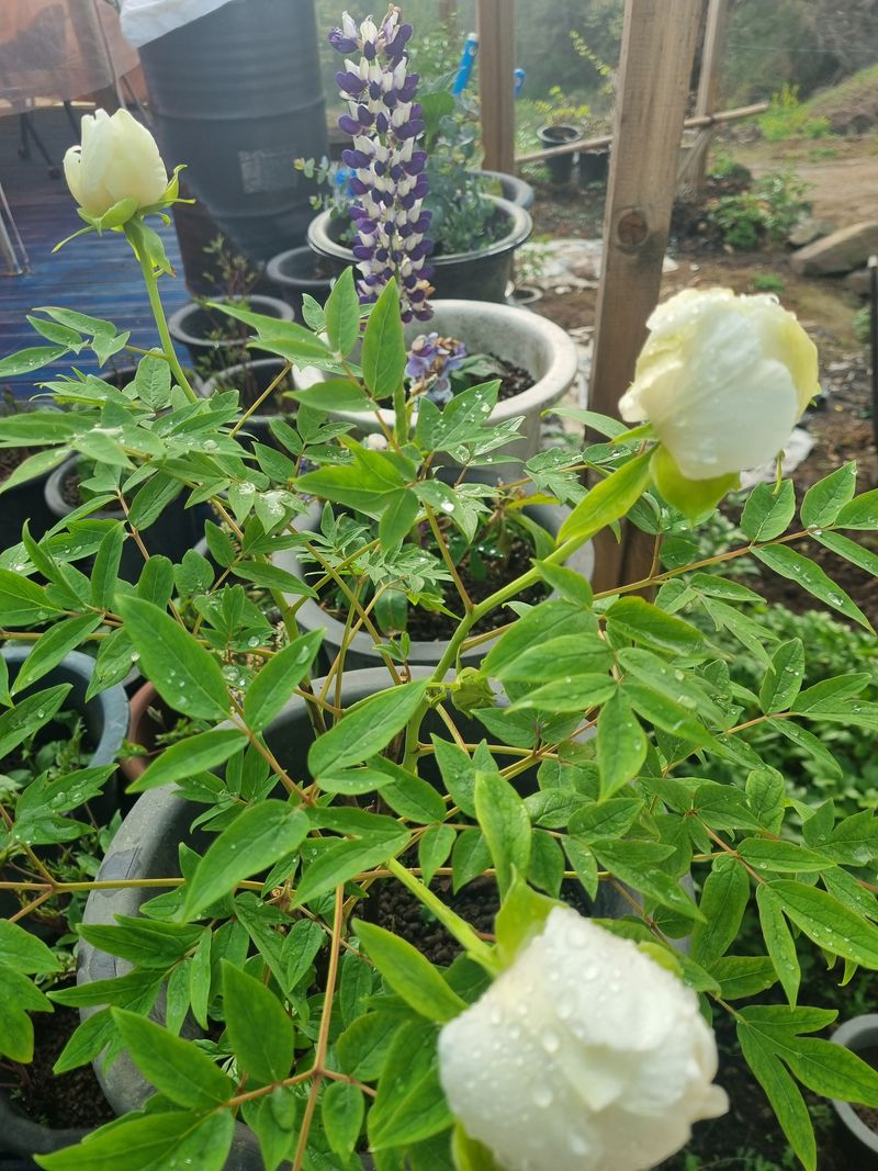 이호성님의 장터 판매 상품 [토종 백목단 ] 첨부 사진