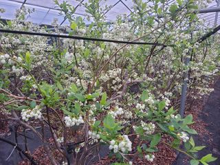 오현석 님의 포도 · 자유게시판 작성글 사진