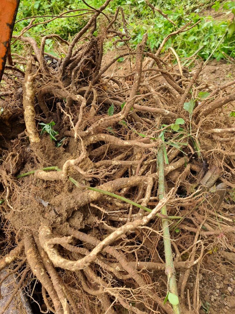 이호성님의 장터 판매 상품 [생 독활 뿌리] 첨부 사진