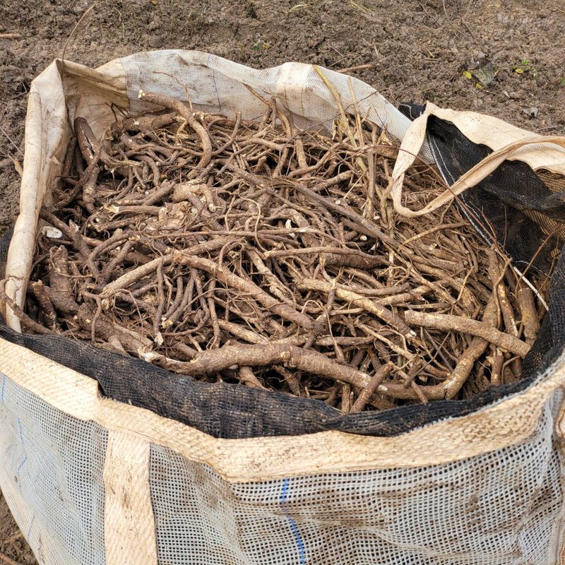 이호성님의 장터 판매 상품 [생 독활 뿌리] 첨부 사진