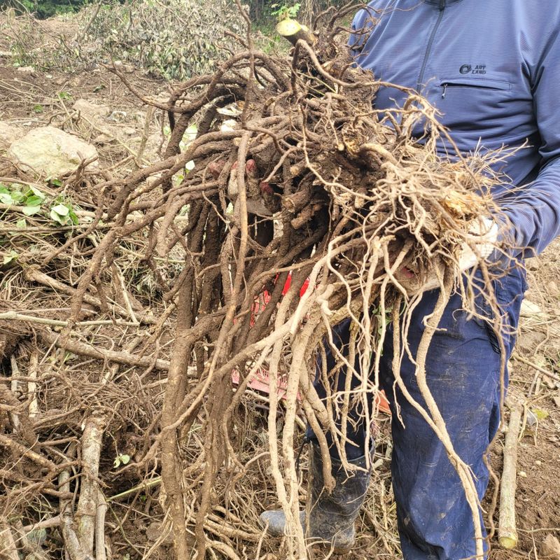 이호성님의 장터 판매 상품 [생 독활 뿌리] 첨부 사진