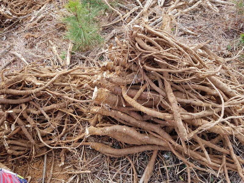이호성님의 장터 판매 상품 [생 독활 뿌리] 첨부 사진