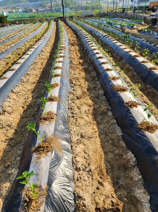 청계유정란 박진균님의 고추 · 파종•정식 작성글 사진