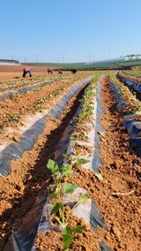 팜모닝 고구마·자유게시판 게시글 이미지