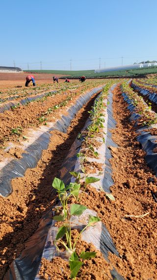 무안선유농원님의 고구마 · 자유게시판 작성글 사진