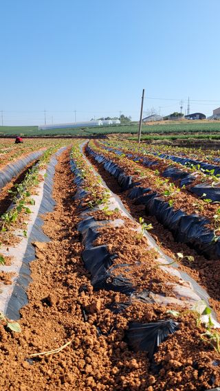 무안선유농원님의 고구마 · 자유게시판 작성글 사진