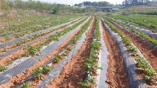 송하영님의 감자 · 자유게시판 작성글 사진