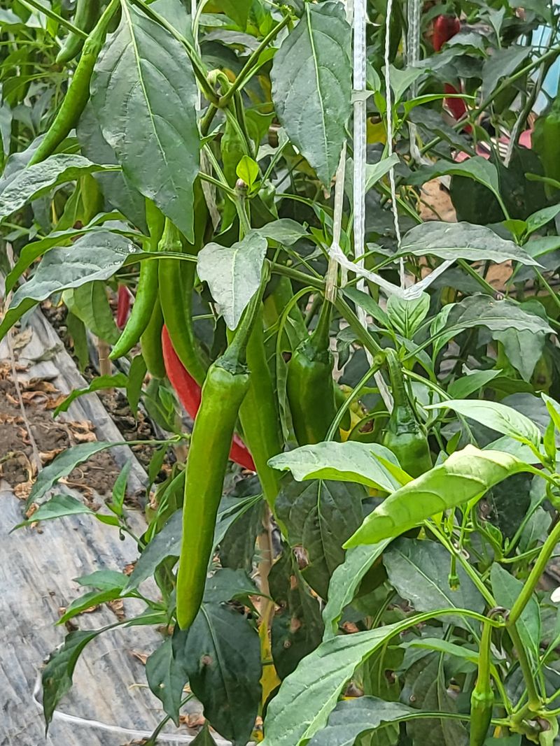 밀양농사님의 장터 판매 상품 [풋고추/홍고추10kg 산지직송 밀양고추(택포)] 첨부 사진