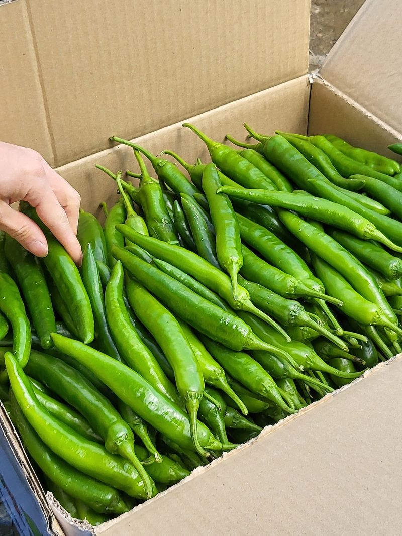 밀양농사님의 장터 판매 상품 [풋고추/홍고추10kg 산지직송 밀양고추(택포)] 첨부 사진